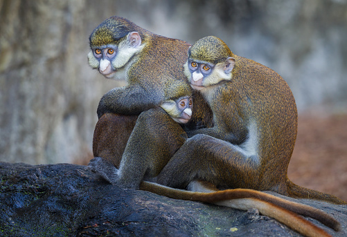 Red tailed Guenon monkey family in group hug