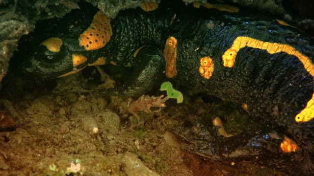 Yellow spotted salamander in the wild forest