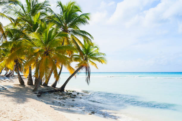 istock Coconut palm trees grow on white sandy beach 855528180