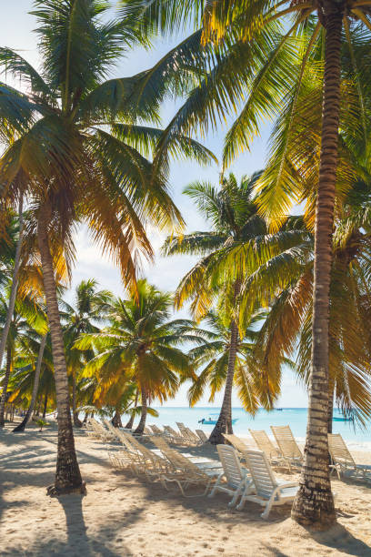 vertical tropical beach background photo - saana imagens e fotografias de stock