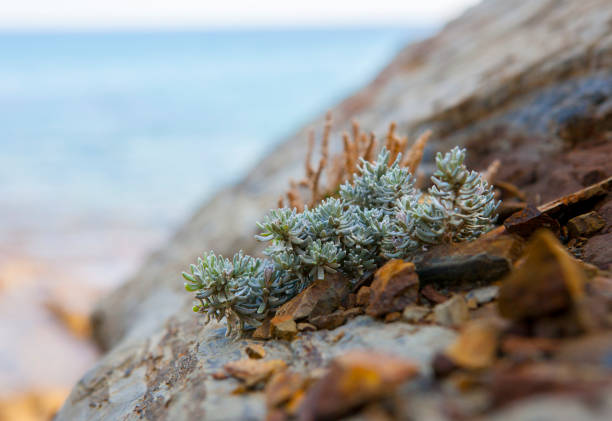 crassulae plants during september in Costa brava, Catalonia.