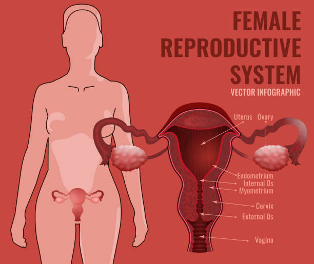 ilustraciones, imágenes clip art, dibujos animados e iconos de stock de el aparato reproductivo femenino  - follicle stimulating hormone