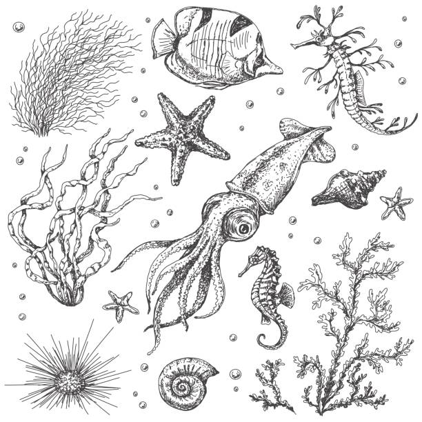 sualtı bitkiler ve hayvanlar kroki - denizyıldızı illüstrasyonlar stock illustrations
