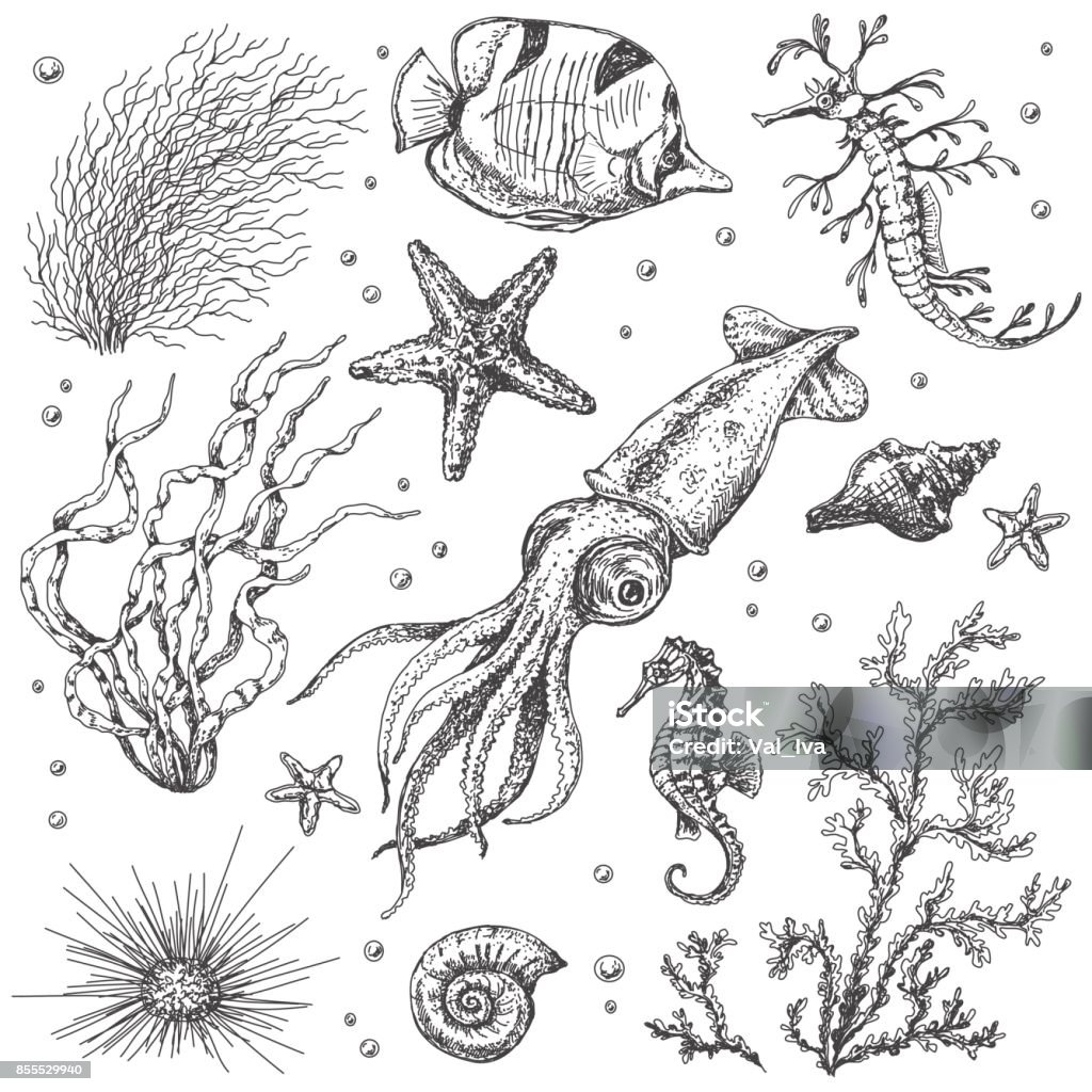 Underwater Plants And Animals Sketch Stock Illustration - Download Image  Now - Illustration, Seaweed, Coral - Cnidarian - iStock
