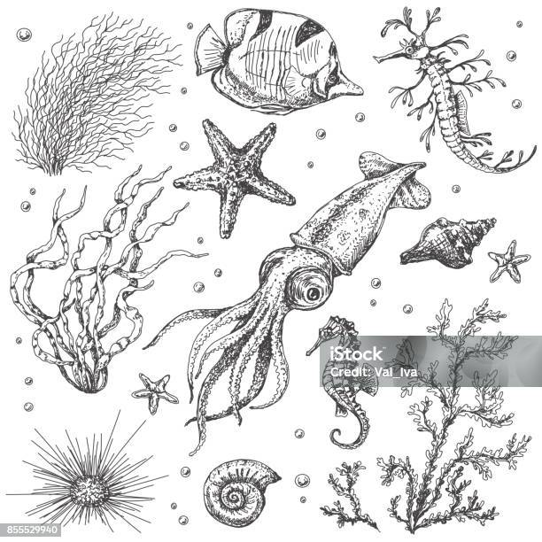 Underwater Plants And Animals Sketch Stock Illustration - Download Image  Now - Illustration, Seaweed, Coral - Cnidarian - iStock