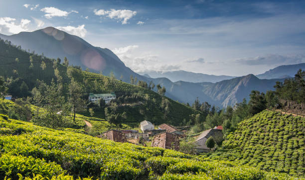 istock Tea crops in Munnar, Kerala 855532558