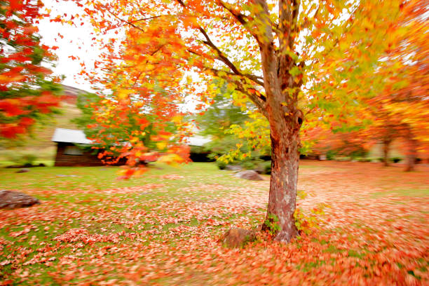 istock Trees maple autumn leaves motion fall panning forest park cabins 855533128