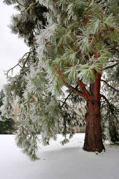 4 Seasons stock photo