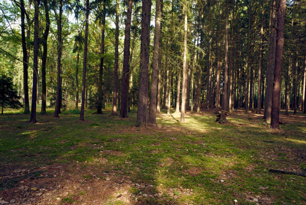 Forest in the autumn sunlit by the sunlight, nature