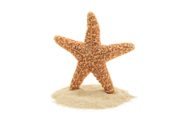 istock Red sea starfish and sand 855543066
