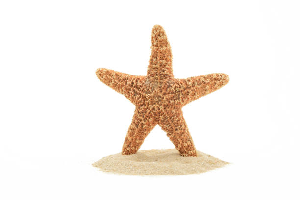 istock Red sea starfish and sand 855543084