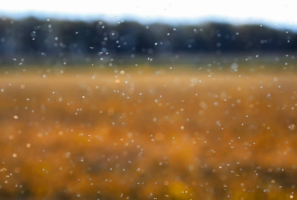 haufen von kleinen lästigen bugs fegt über das feld in den himmel - midge stock-fotos und bilder