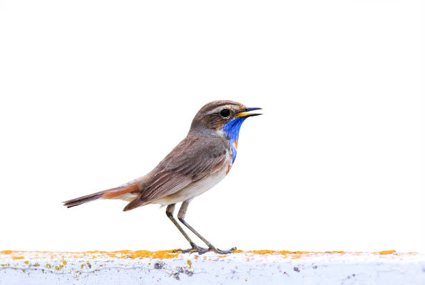 vogel ist der blaukehlchen blaue kehle stein auf einem weißen hintergrund isoliert - florence nightingale stock-fotos und bilder