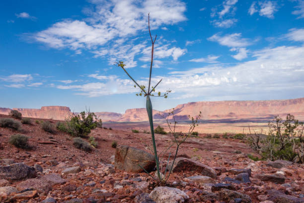 istock Flower in the desert 855543932