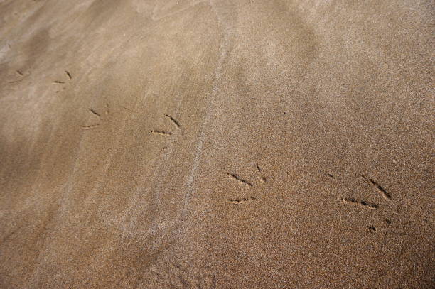 istock Bird footprints on golden sand 855543988