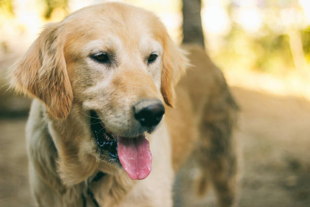 istock Beauty Golden Retriever dog 855550196