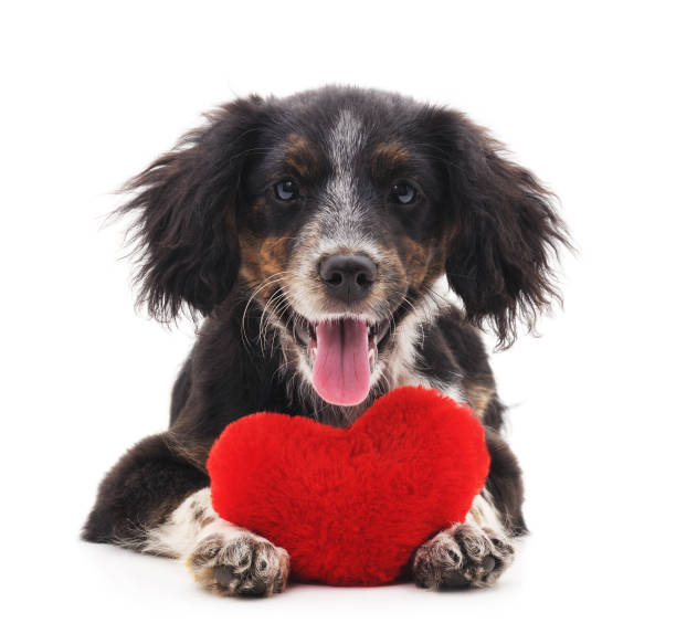 chien avec coeur. - valentines day friendship puppy small photos et images de collection