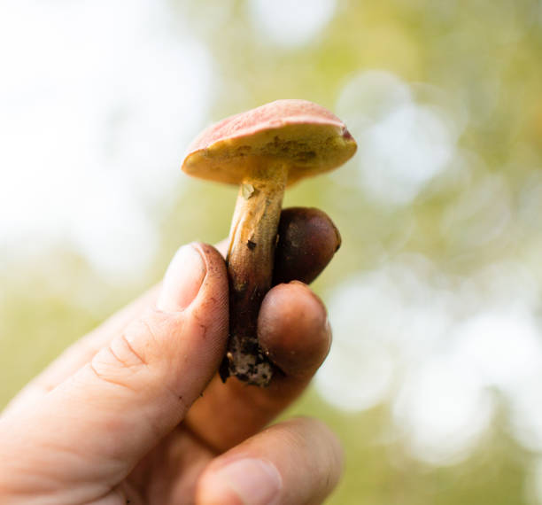 istock fresh edible mushroom in hand in the forest 855553598