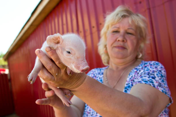 istock A woman is feeding milk a little pig from a bottle with a pacifier. 855553848