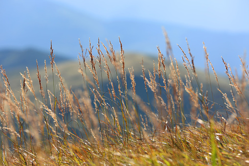 Pampas grass,  dry reeds near the river