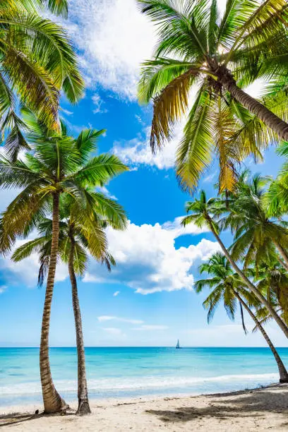 Photo of paradise tropical beach palm