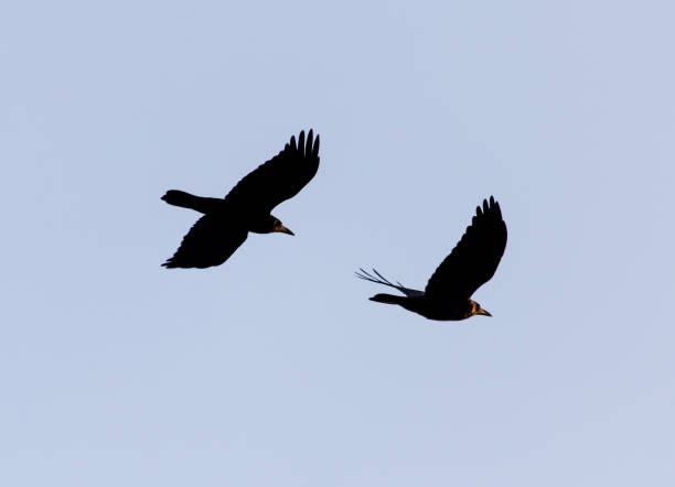 istock a flock of birds in the blue sky sunset 855554730
