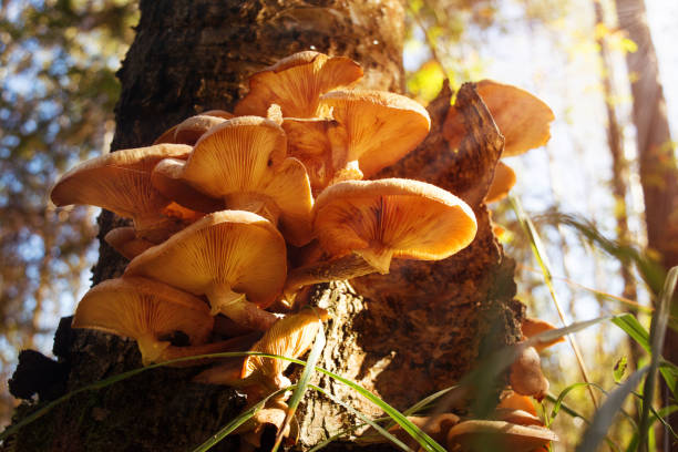 istock Group of red mushrooms with plate-shaped hats on a stump 855557816