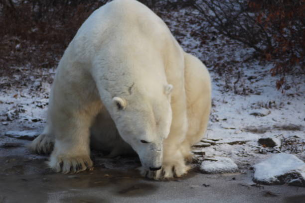 Polar Bears- Churchill -Hudson Bay -Canada Canada, Manitoba, Churchill -11/17/2014: 900 inhabitants 900 polar bears. This not only attract tourists, but also bring local people at risk. bär stock pictures, royalty-free photos & images