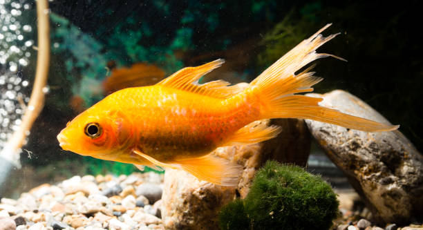 istock goldfish floating in an aquarium at home 855560990