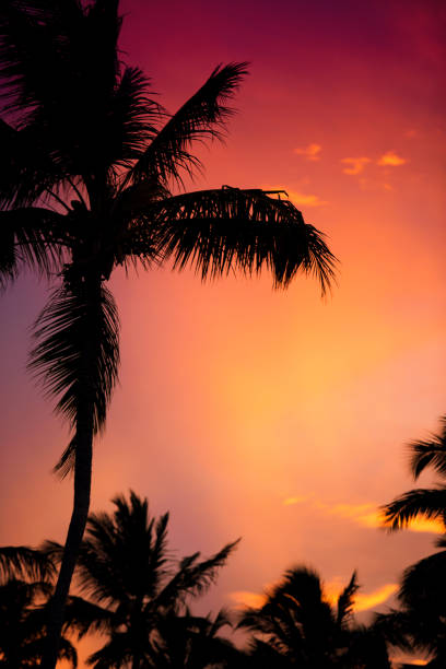 istock silhouette of a palm tree at sunset 855560998