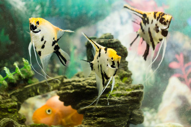 istock a fish floats in an aquarium at home 855561020