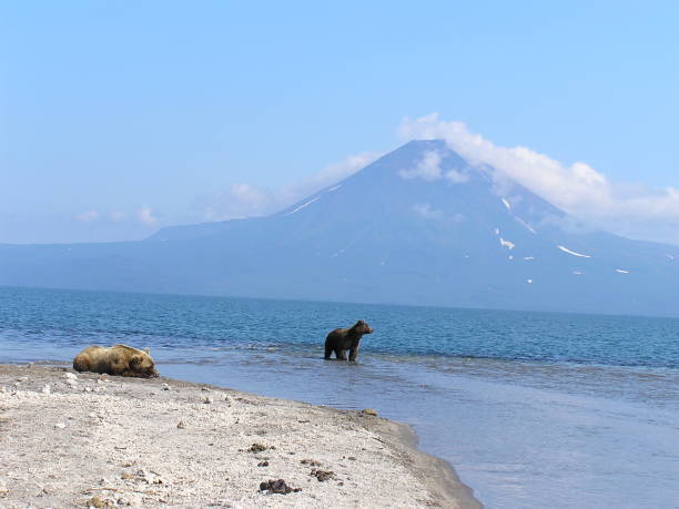 istock Kamtschatka bears- Kurile Lake - Russia 855563296