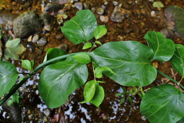 Himalayan Honeysuckle Leaves Over a River Green Himalayan Honeysuckle Leaves Over a River leycesteria formosa stock pictures, royalty-free photos & images