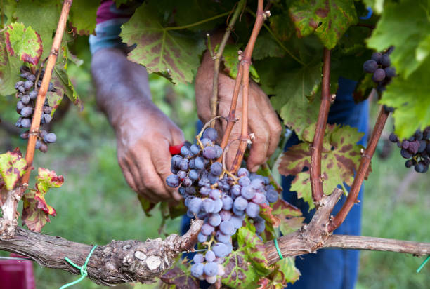 Grape harvest in Sicily, Italy stock photo