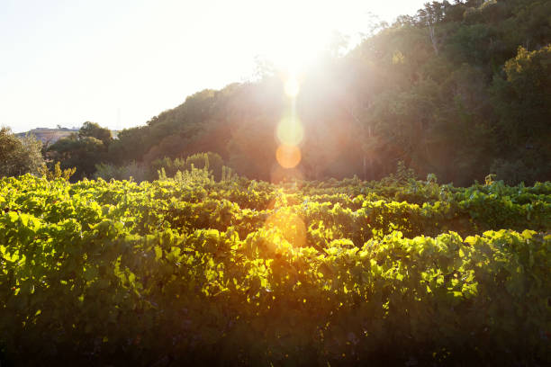 Vineyard with red wine grapes stock photo