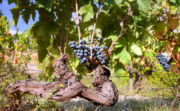 Vineyard with red wine grapes stock photo