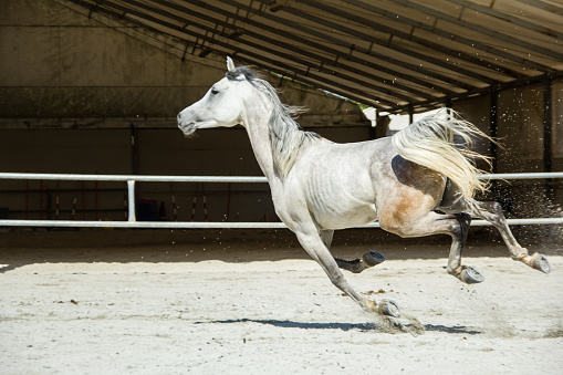 White horse galloping through dust