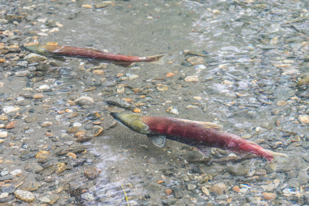 silberlachs süßwasser phase - coho salmon stock-fotos und bilder