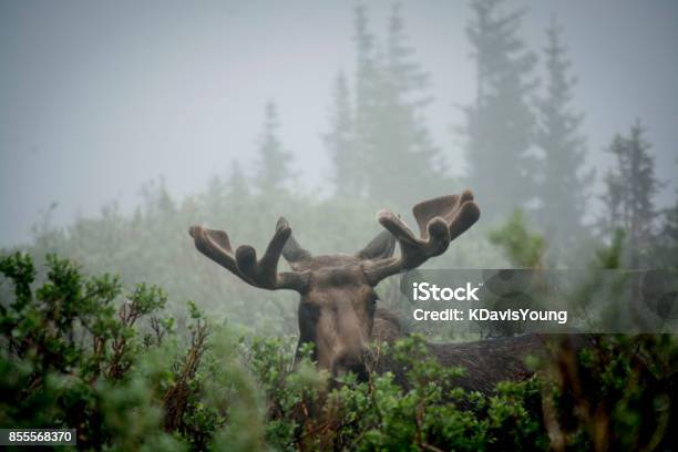 Photo libre de droit de Orignaux Dans La Brume banque d'images et plus d'images libres de droit de Alaska - État américain - Alaska - État américain, Élan, Brouillard