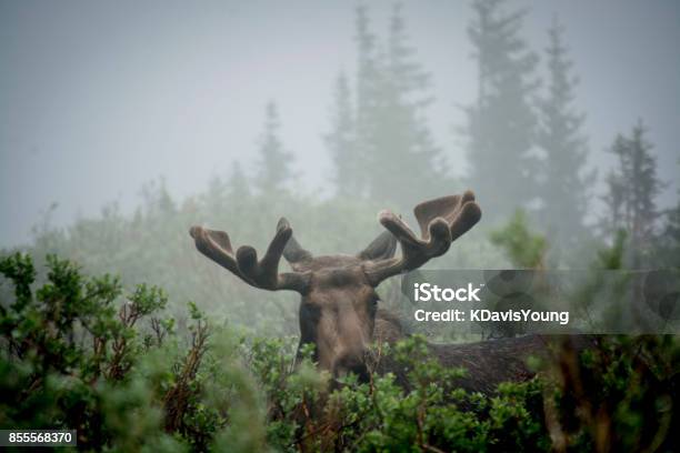 Moose In The Mist Stock Photo - Download Image Now - Alaska - US State, Moose, Fog
