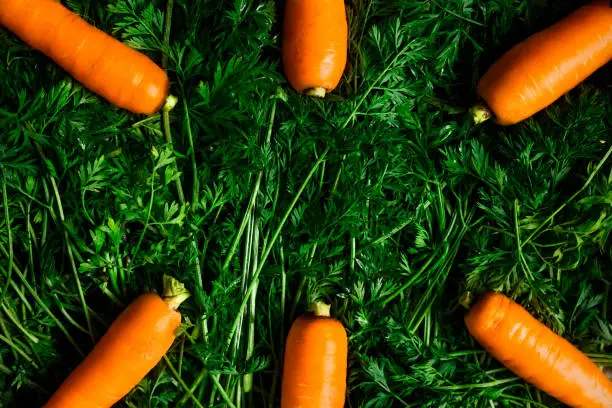 Fresh, juicy carrot on green leaves. Lies from above and from below, there is a place for the text in the center.