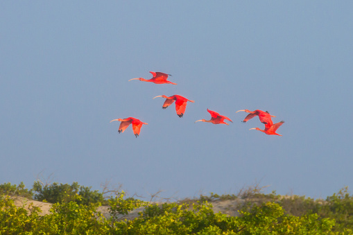 Scarlet ibis from Lencois Maranhenses National Park, Brazil. Rainwater lagoon. Brazilian wildlife. Eudocimus ruber