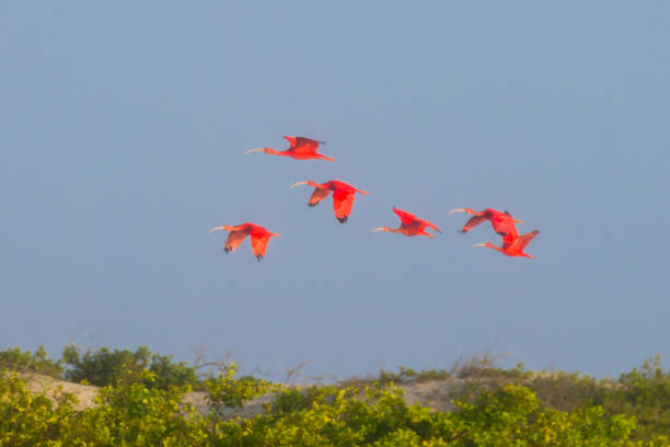 ibis escarlate do parque nacional dos lençóis maranhenses, brasil. - íbis escarlate - fotografias e filmes do acervo