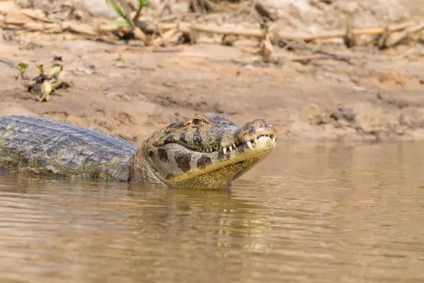 Caiman floating on the surface of the water in Pantanal, Brazil. Brazilian wildlife.