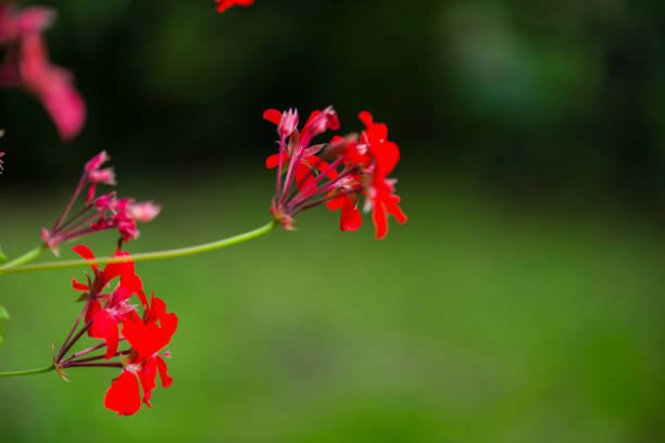 istock garden flowers 855575810