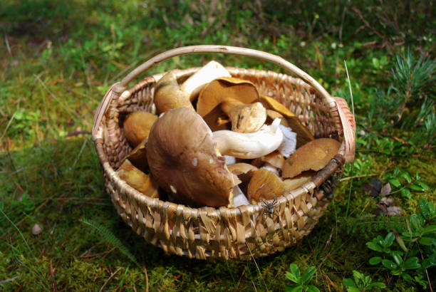istock Boletus edulis and Suillus variegatus are in a wicker basket. 855581104