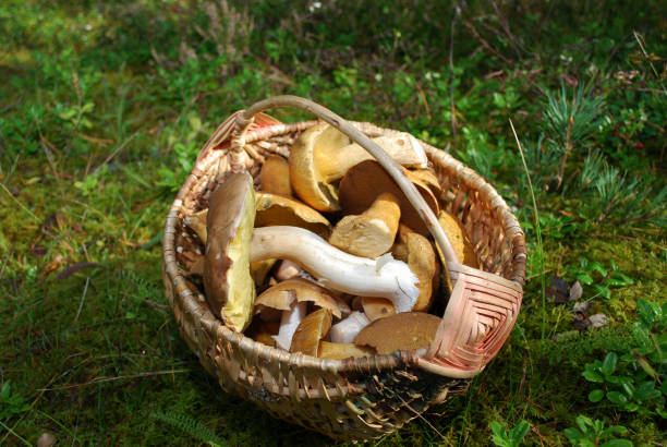 istock Boletus edulis and Suillus variegatus are in a wicker basket. 855581208