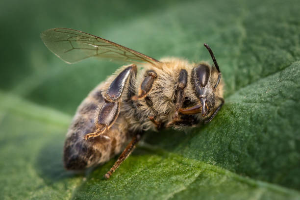 image de macro d’une abeille morte sur une feuille d’une ruche en déclin, tourmenté par le syndrome d’effondrement des colonies et d’autres maladies - colony swarm of insects pest animal photos et images de collection