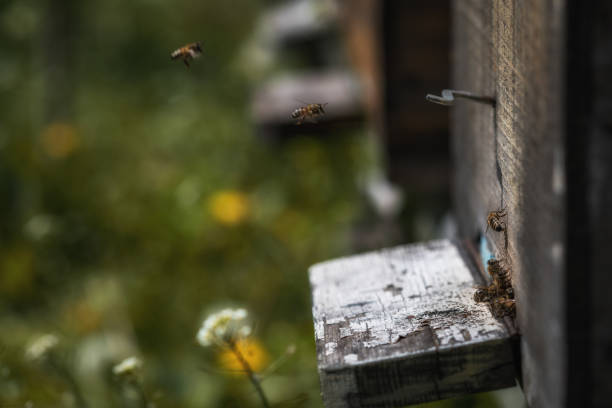 ruches en déclin avec quelques abeilles laissé en vie après que la colonie s’effondrer de trouble et autres maladies - colony collapse disorder photos et images de collection