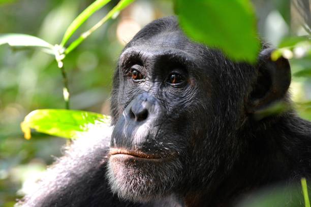 istock Wild chimpanzee, Kibale National Park, Uganda 855585074
